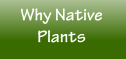 Why Native Plants