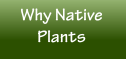Why Native Plants