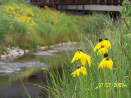 Mill Race Riparian Natives