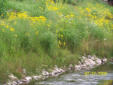 Mill Race Riparian plantings