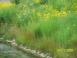 Yellow cone flowers and native grasses