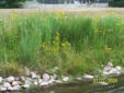 Native riparian plantings along Mill race