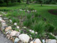 Grasses and Iris doing well