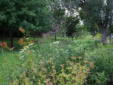 Iron Weed reaching up