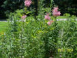 Close up of swamp milkweed in rain garden