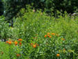 Butterfly weed in rain garden