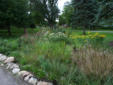 2009 Rain garden in bloom