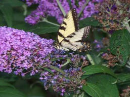 Tiger Swallowtail Butterfly