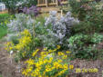 Native plants in full bloom