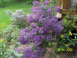 New England Aster in bloom