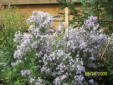 Heart leaf Aster blooming