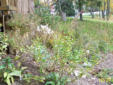 Native plants in Fall stage