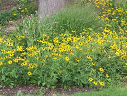 woodland garden