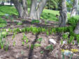 Blood root, Virginia Blue bells , Blue phlox