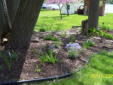 Early woodland plants blooming