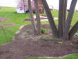 Red bud trees in Spring bloom