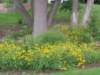 Blackeyed Susan