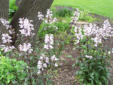 Foxglove Beardtongue Plant