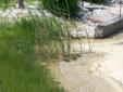  Invasive Phragmites