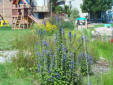 Blue Lobelia, Black-eyed Susan, Crested Sedge