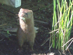 Middle Lake Mink