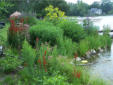 Cardinal flower, Swamp milkweed, Iron weed, & Cup plants blooming