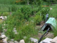 Native grasses filling in along lakefront