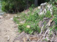 Lakeshore erosion and invasive plants