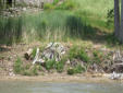 Clearing shoreline while maintaining cattails wetland