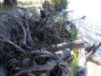 Blue Flag Iris planted among the driftwood