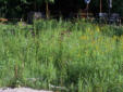 Riparian Shoreline with Golden rod & Blue Verbain in bloom