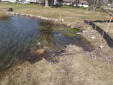Initial native plants starting to grow